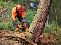 Best Commercial Tree Services  in Hutto, TX