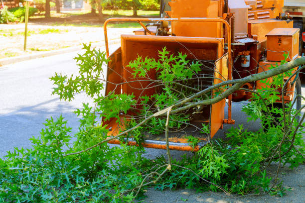 Best Seasonal Cleanup (Spring/Fall)  in Hutto, TX