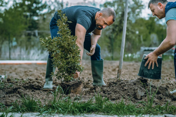 Best Emergency Tree Removal  in Hutto, TX