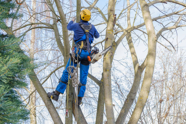 Best Hedge Trimming  in Hutto, TX