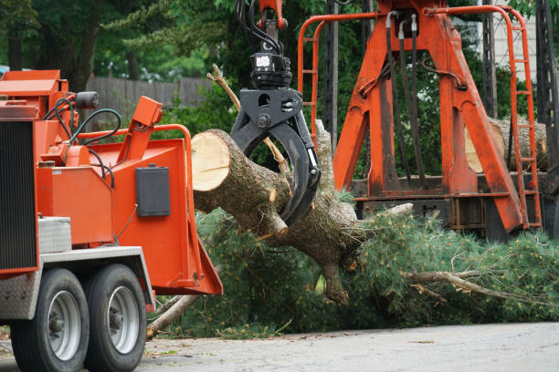 Best Lawn Disease Treatment  in Hutto, TX