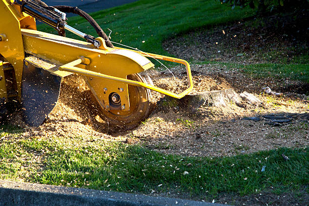 Best Storm Damage Tree Cleanup  in Hutto, TX